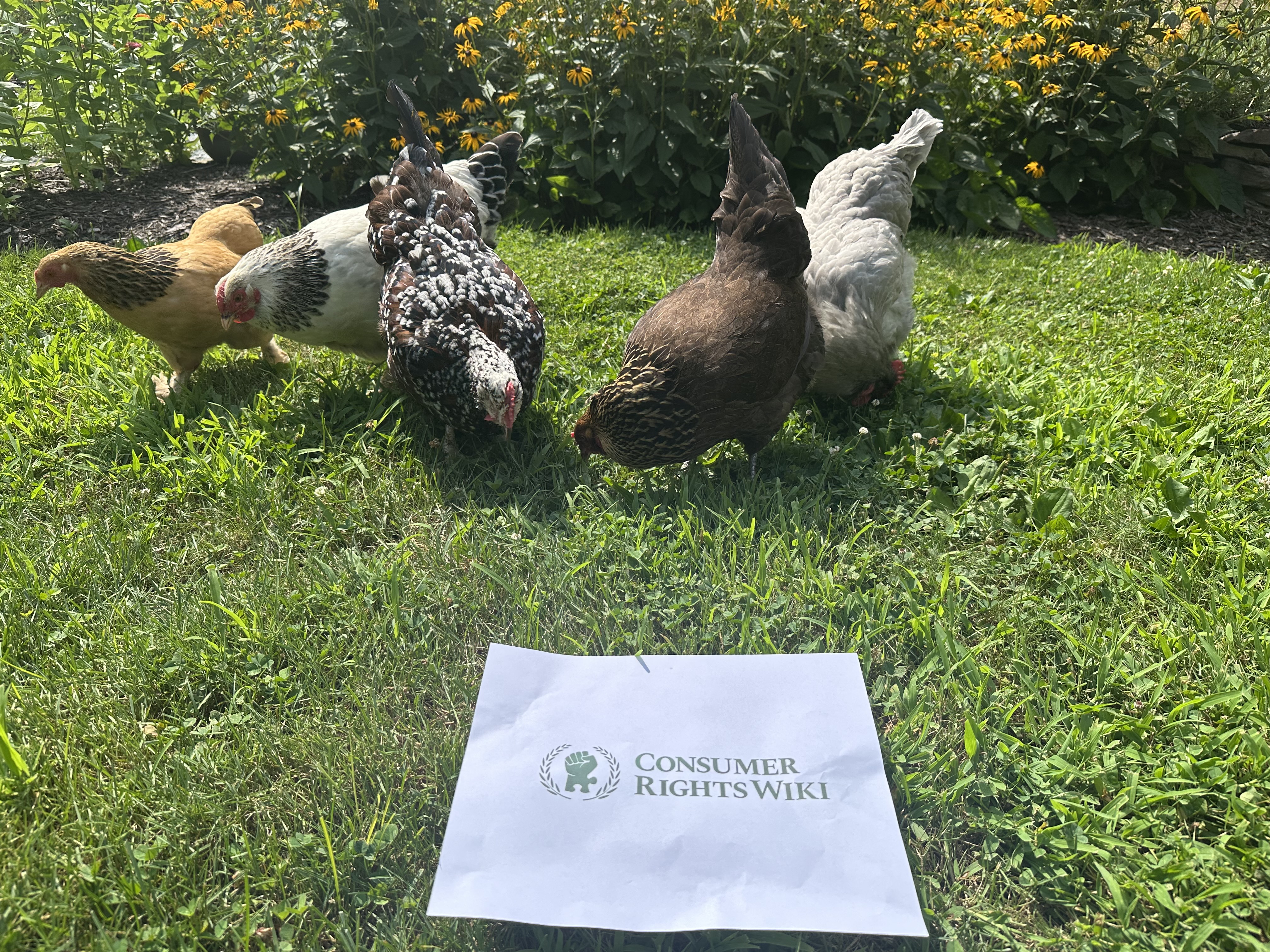 File:MrPollo Pollos.jpg