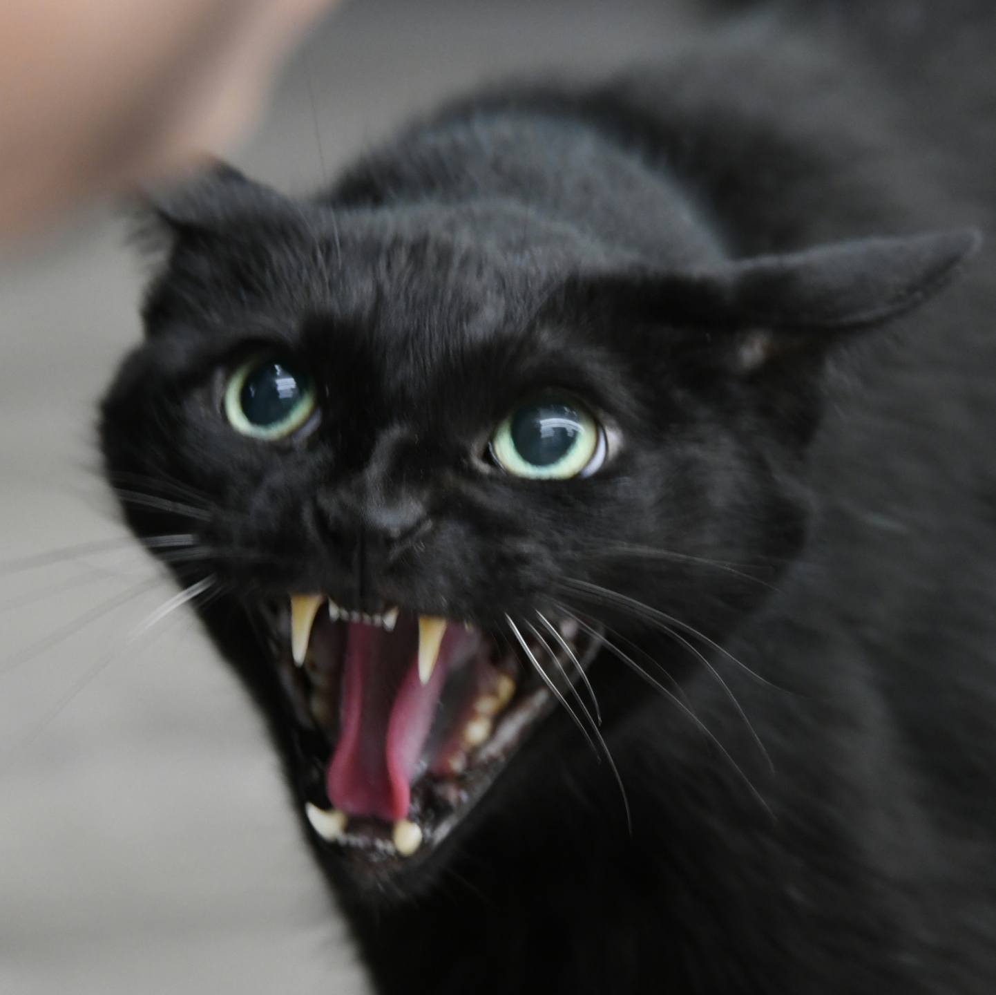 File:Clinton the Cat.jpg
